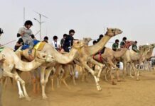 Za a gudanar da gasar tseren raƙuma mafi girma a Saudiyya