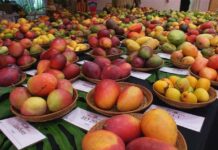 Birnin Ismailiyaya sanya Masar a matsayi na shida a duniya wajen samar da Mangwaro