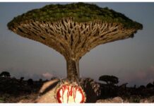 Bishiyoyin da ke zubar da jini: Yadda kimiyya da gargajiya suka yarda su raba hanya