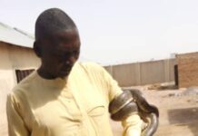 An shawarci Najeriya kan fara noman macizai