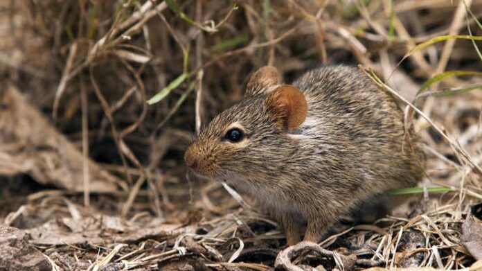 Cutar zazzaɓin lassa ta kashe mutane 23 a Ebonyi