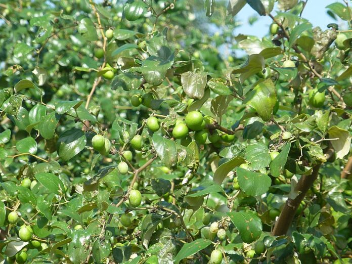 Anfanin ganyen magarya ga lafiyar Ɗan Adam