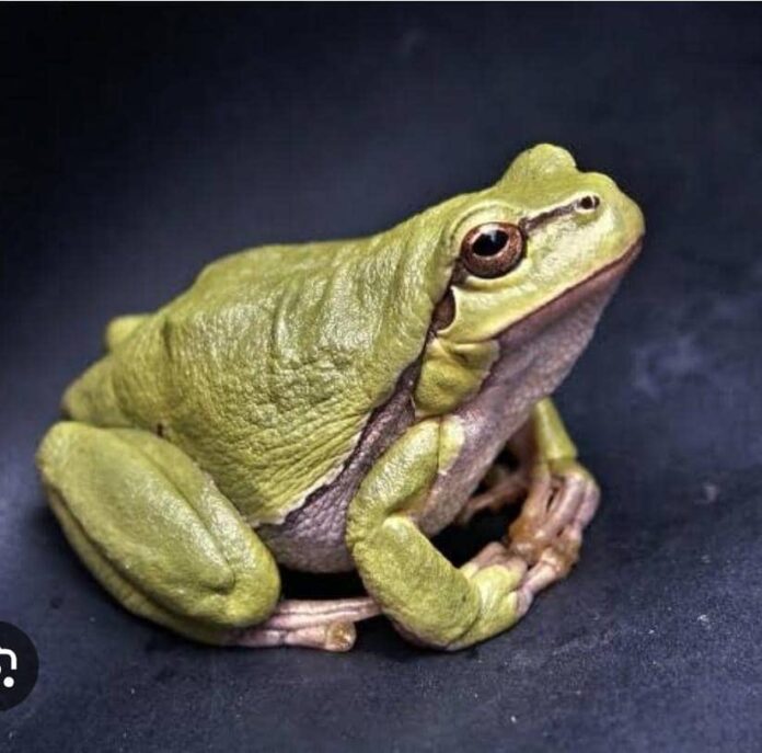 Za a rufe titi na tsawon mako 6 saboda Kwaɗi za su tsallaka Za a rufe titi na tsawon mako 6 saboda Kwaɗi za su tsallaka