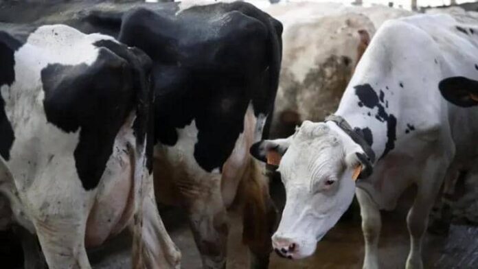 Tsawa da walƙiya sun yi ajalin shanu a 8 jihar Ondo