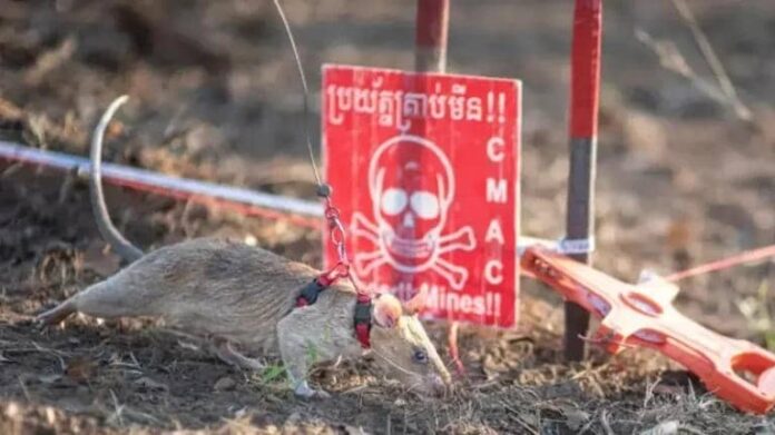 Ɓera ya kafa tarihin gano wuraren da ake binne nakiyoyi