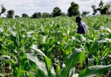 Gwamnatin Kano ta Sanya dokar Noma ta shekara Biyar ga duk Wanda aka kama da satar waya Gwamnatin Kano ta Sanya dokar Noma ta shekara Biyar ga duk Wanda aka kama da satar waya