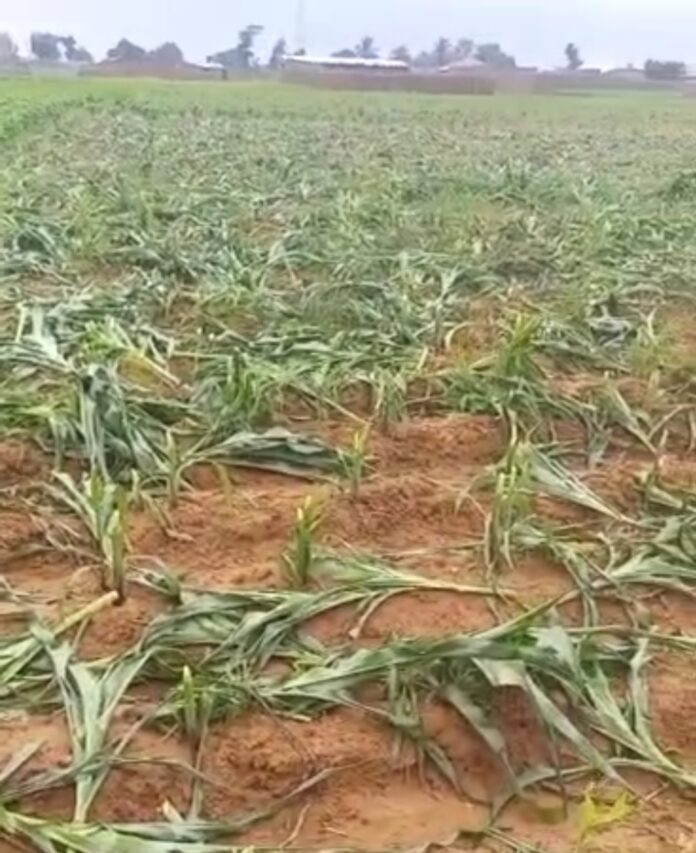 'Yan ta'adda suna ta cire shukokin mutane a Katsina