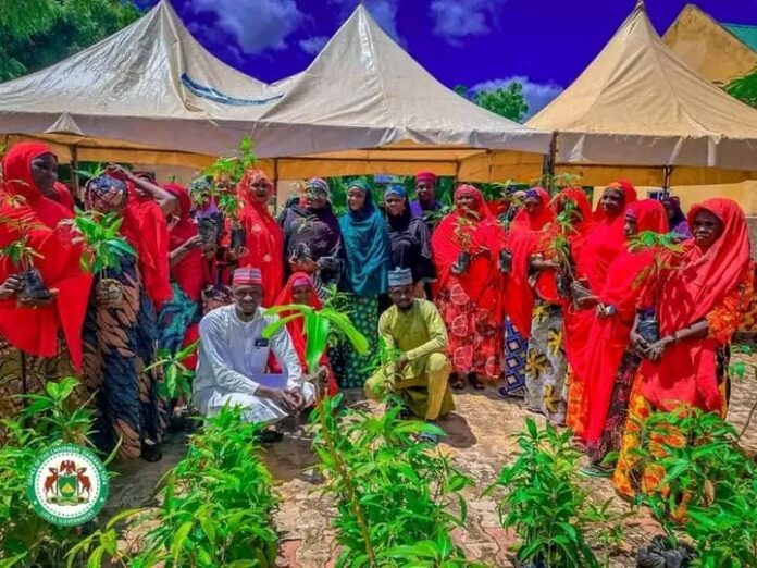 Ma'aikatar muhalli ta tallafawa mata da iri na bishiyar mangwaro 3,000 a Kano